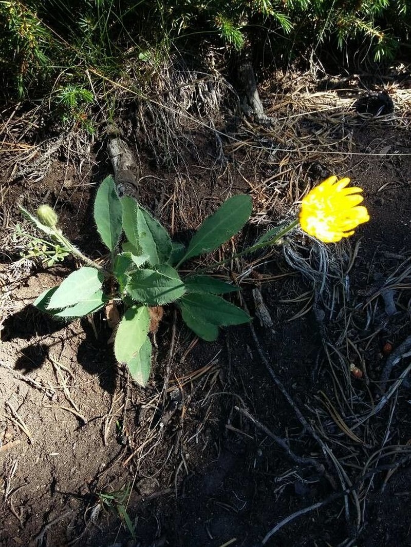 Hieracium nobile photo 5