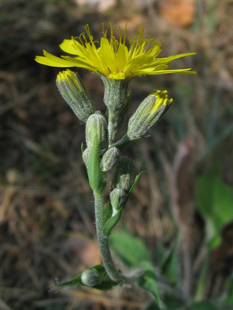 Hieracium nobile