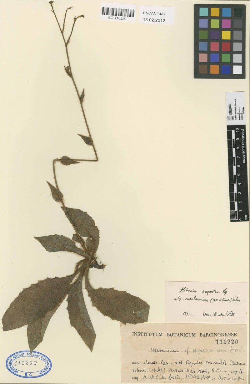 Hieracium nobile subsp. nobile