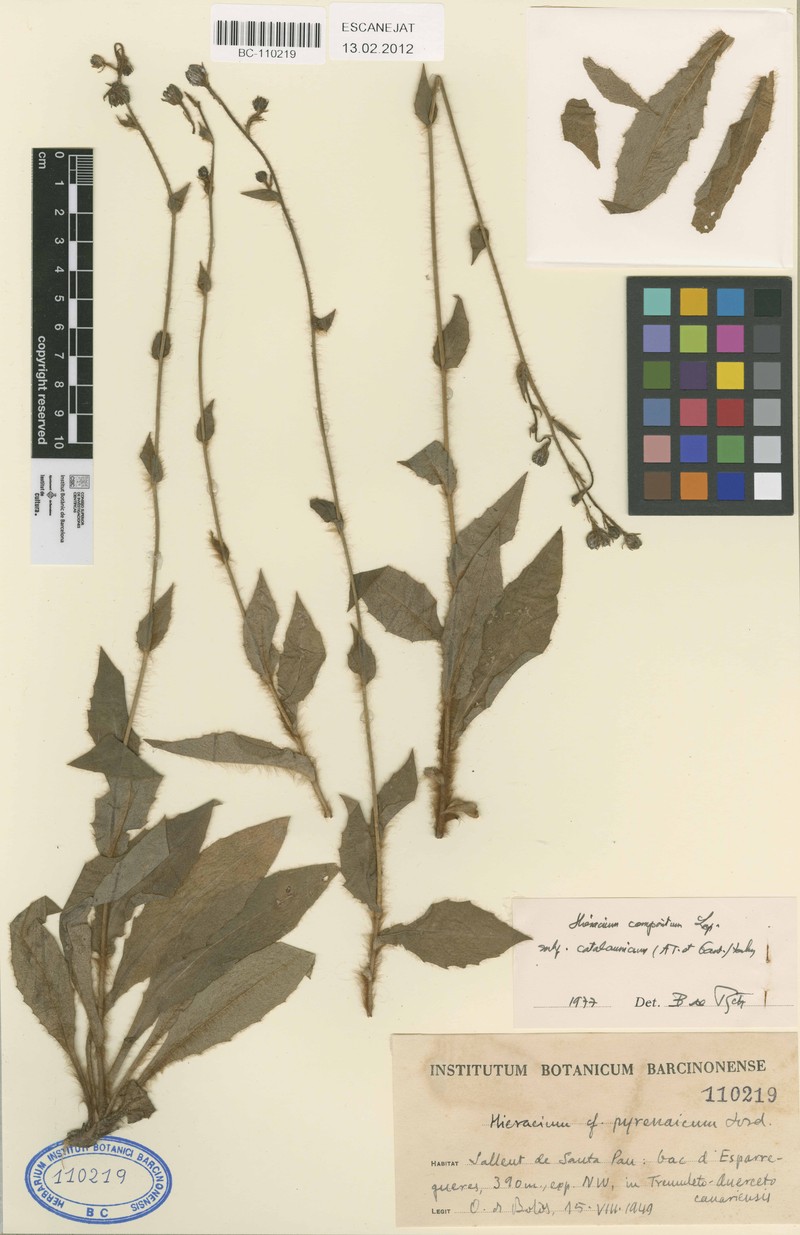 Hieracium nobile subsp. nobile photo 2