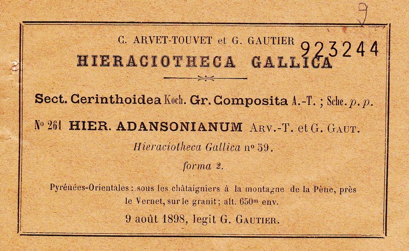 Hieracium nobile subsp. nobile photo 4