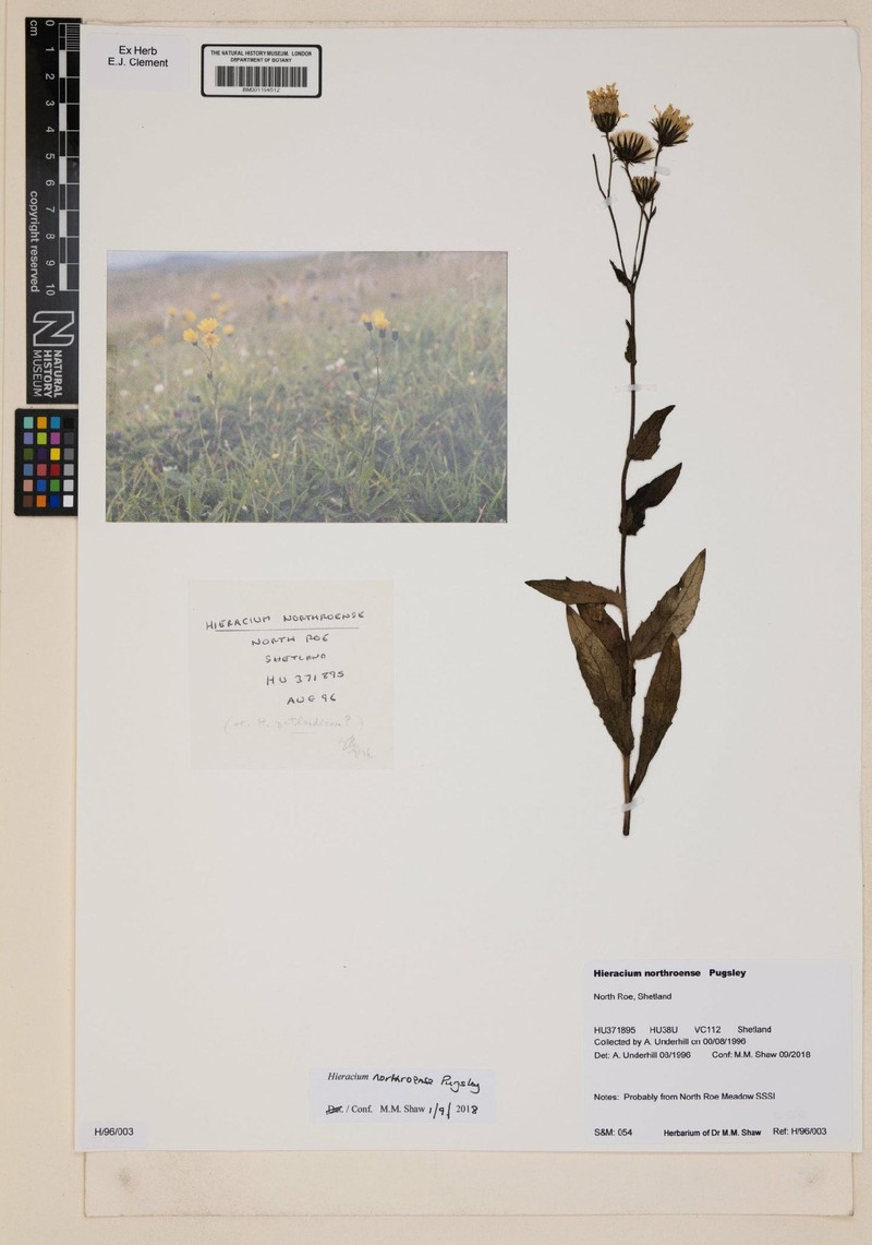 Hieracium northroense
