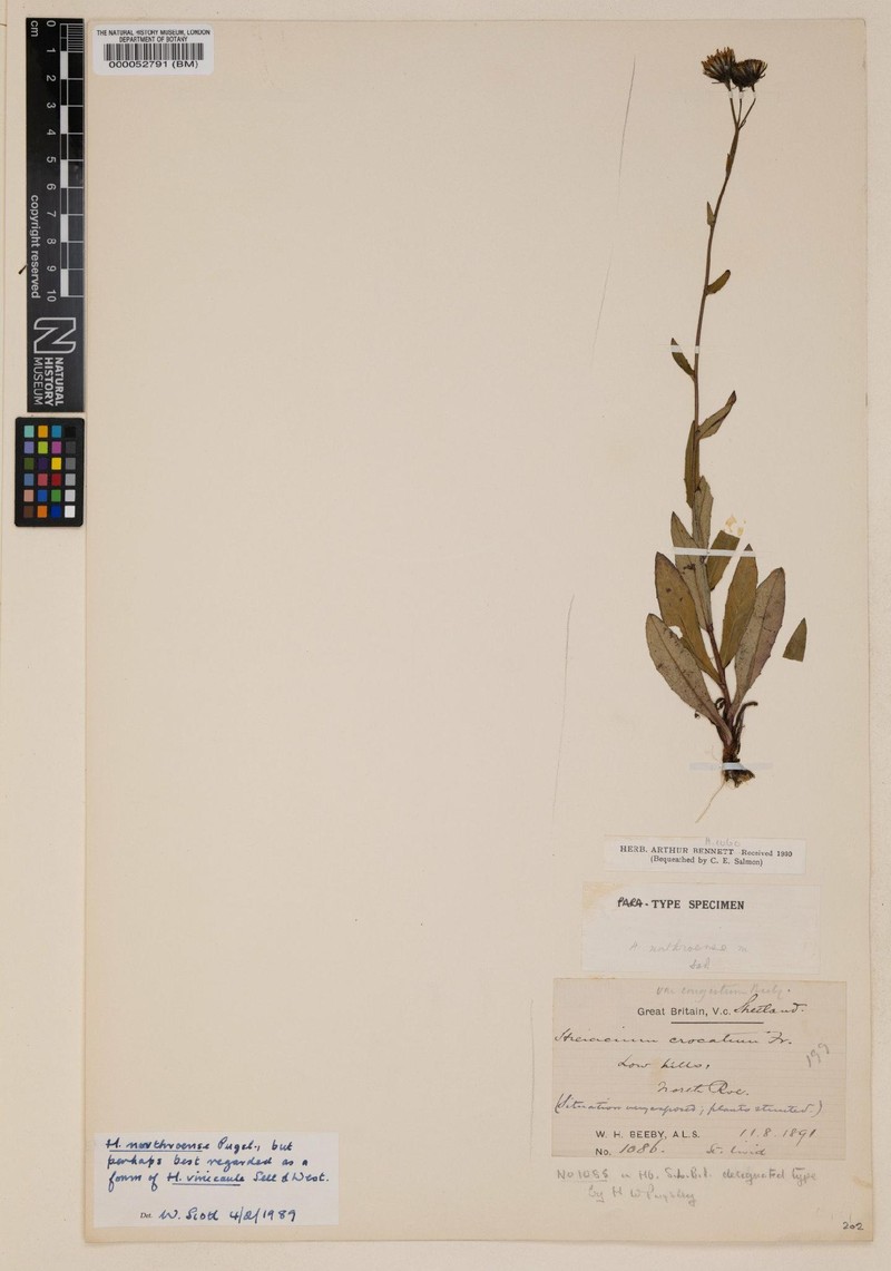 Hieracium northroense photo 3