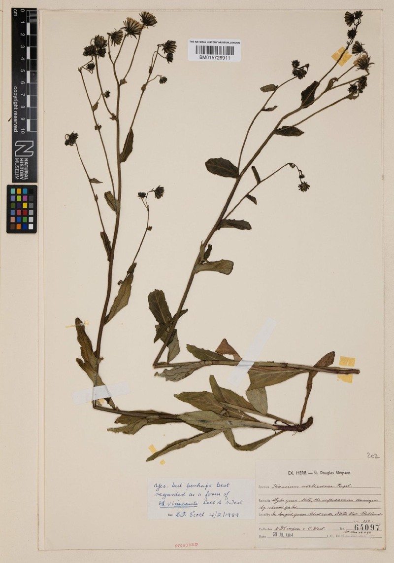 Hieracium northroense photo 4