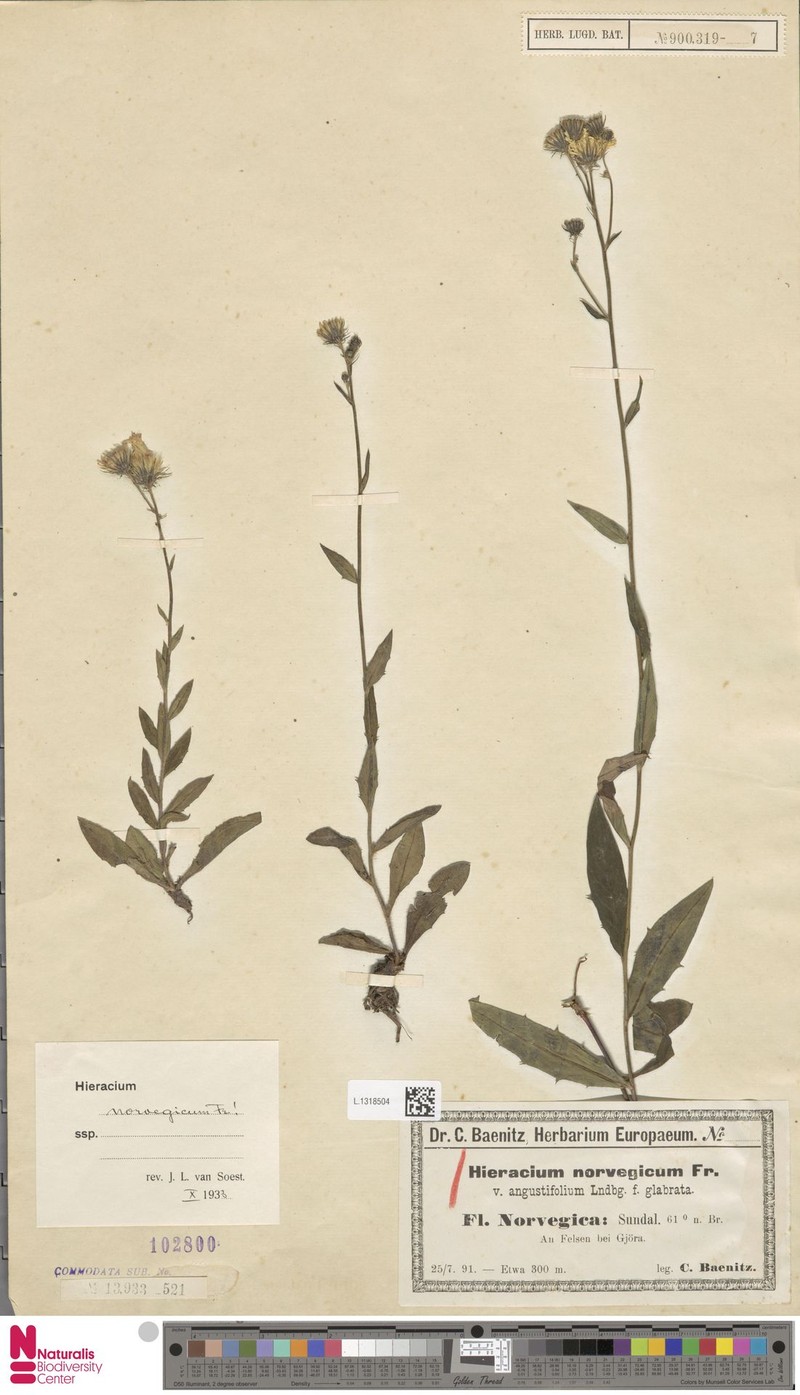 Hieracium norvegicum