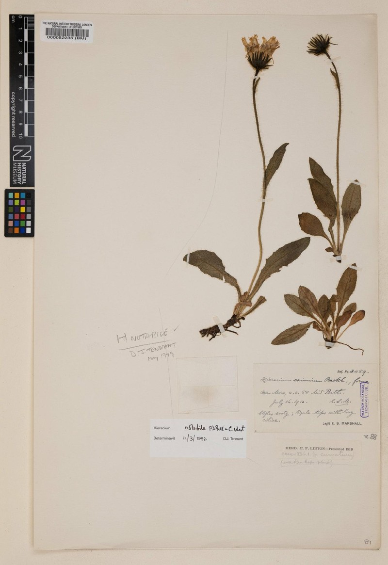 Hieracium notabile
