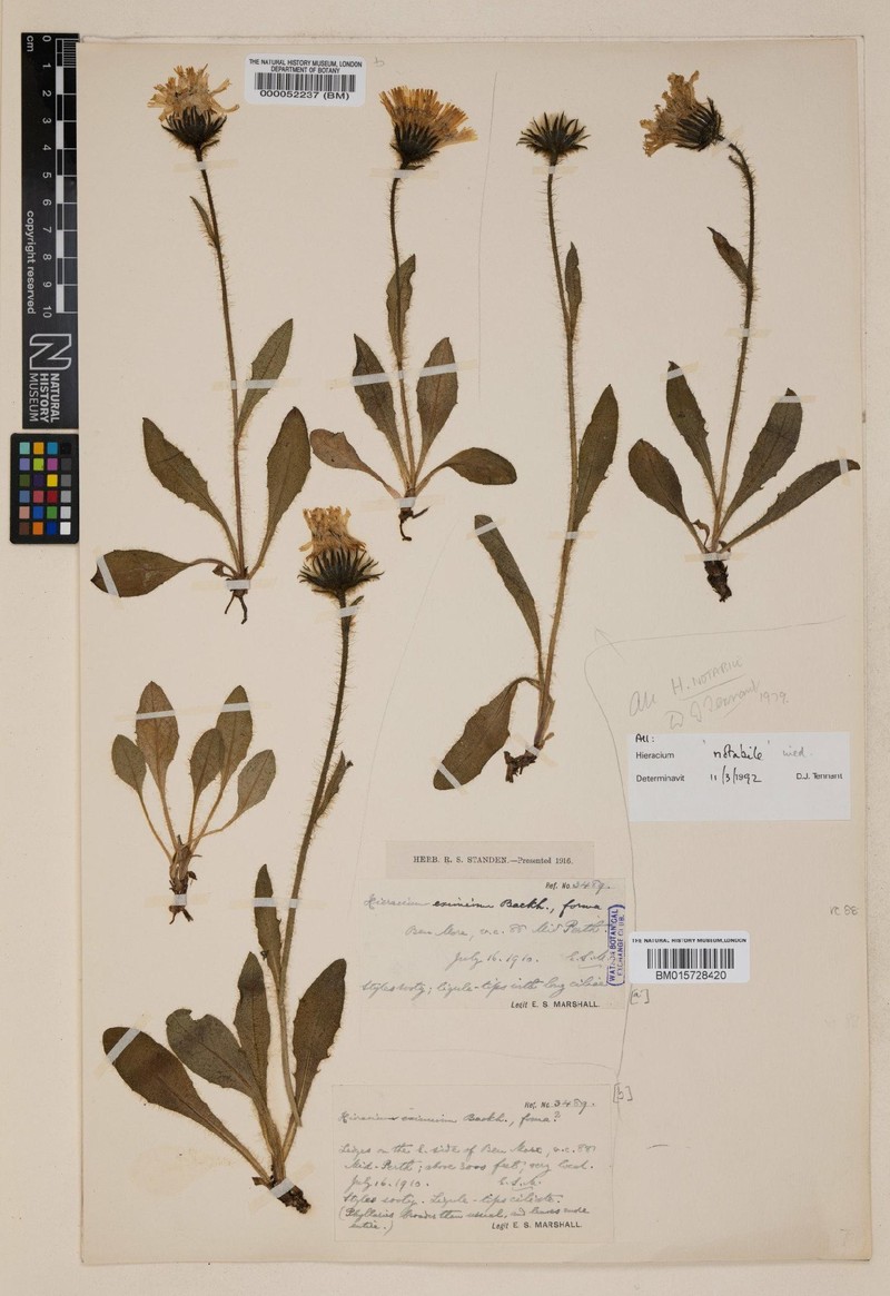 Hieracium notabile photo 2