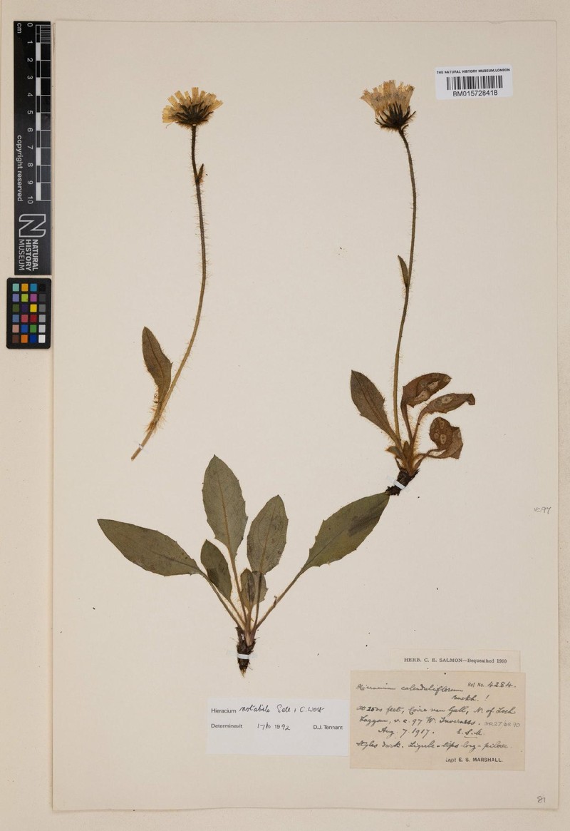 Hieracium notabile photo 3