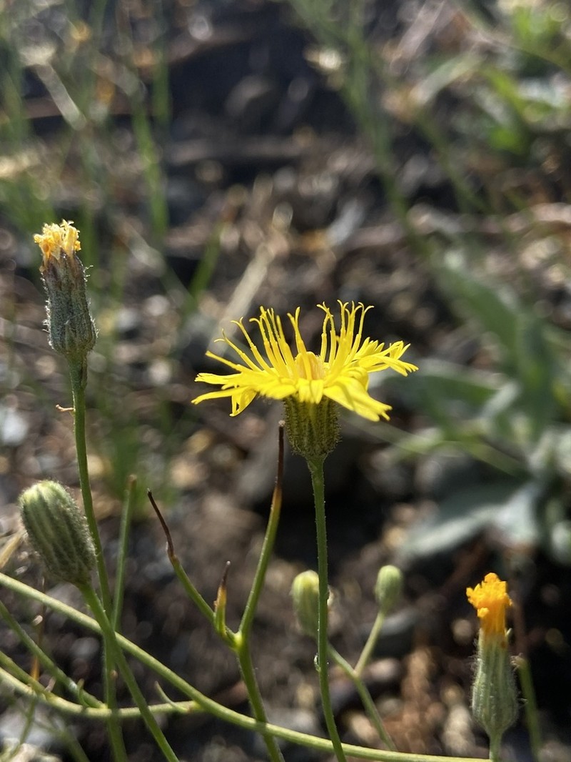 Hieracium nudicaule photo 4
