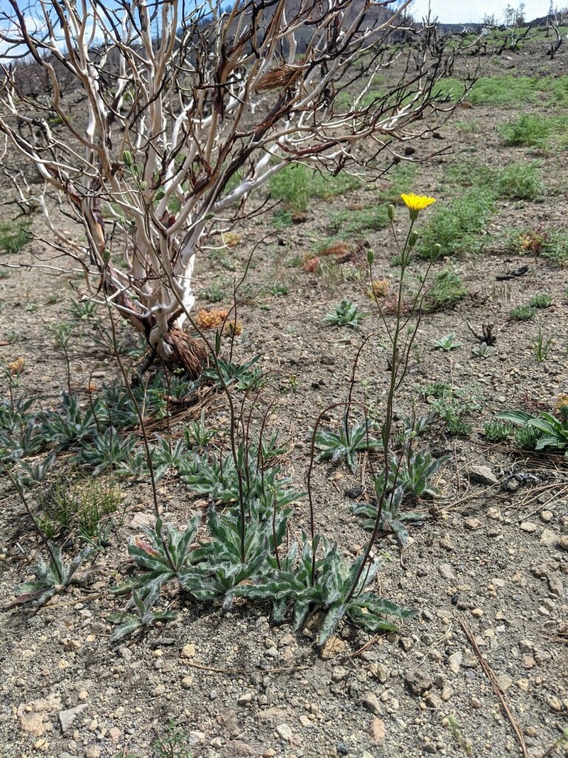 Hieracium nudicaule photo 5