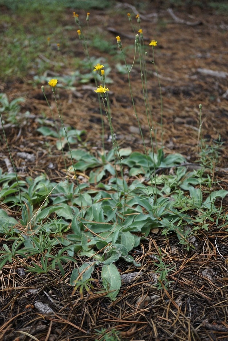 Hieracium nudicaule photo 6