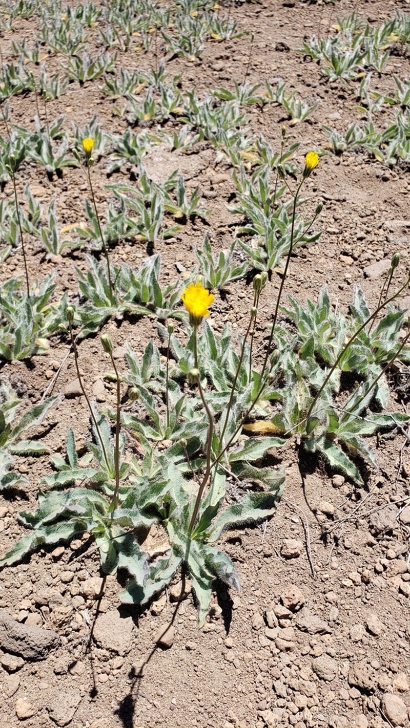 Hieracium nudicaule photo 7