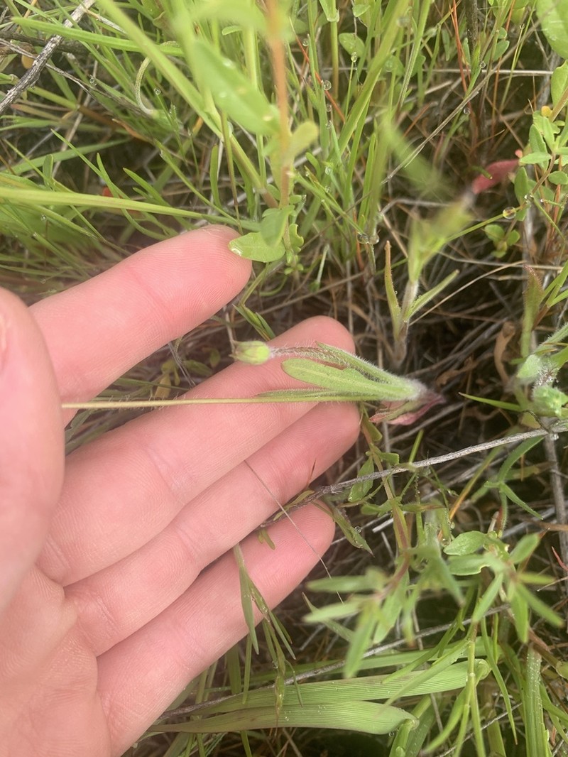 Hieracium nudicaule photo 8