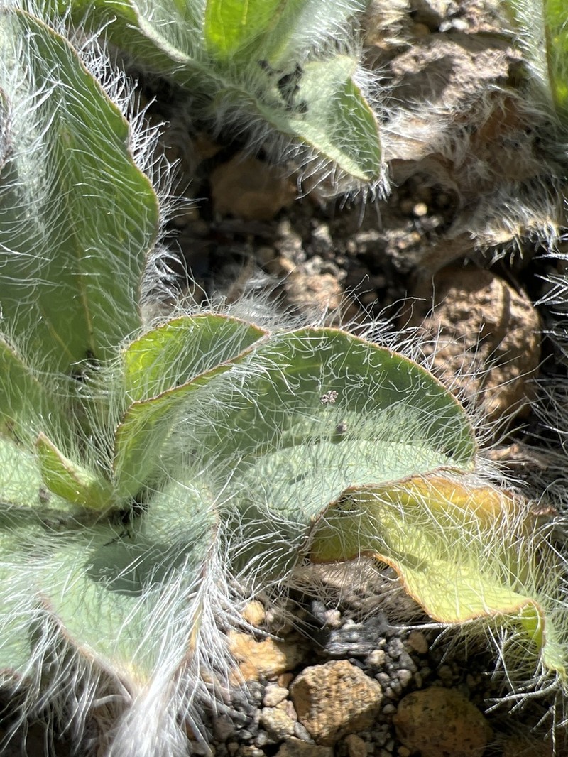 Hieracium nudicaule