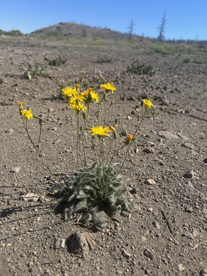 Hieracium nudicaule photo 2