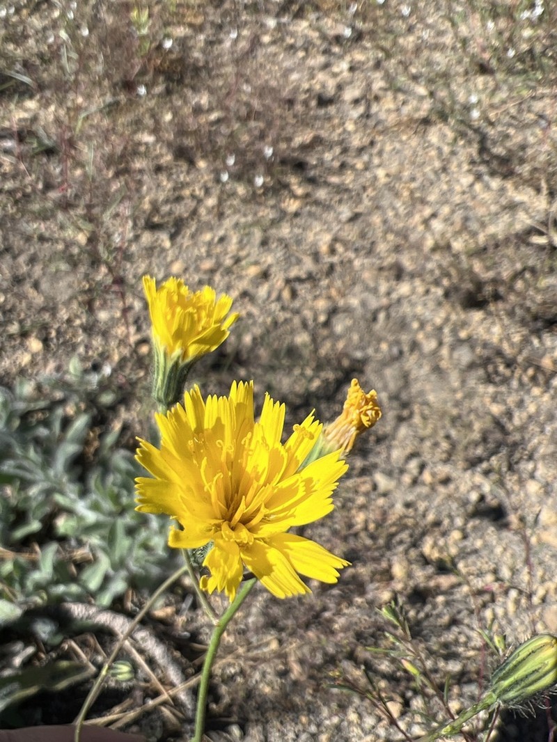 Hieracium nudicaule photo 3