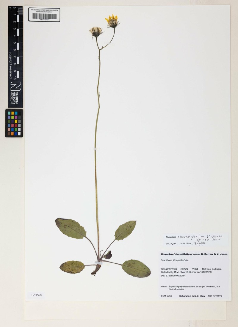 Hieracium obovatifolium