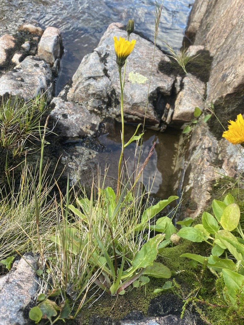 Hieracium ochthophilum