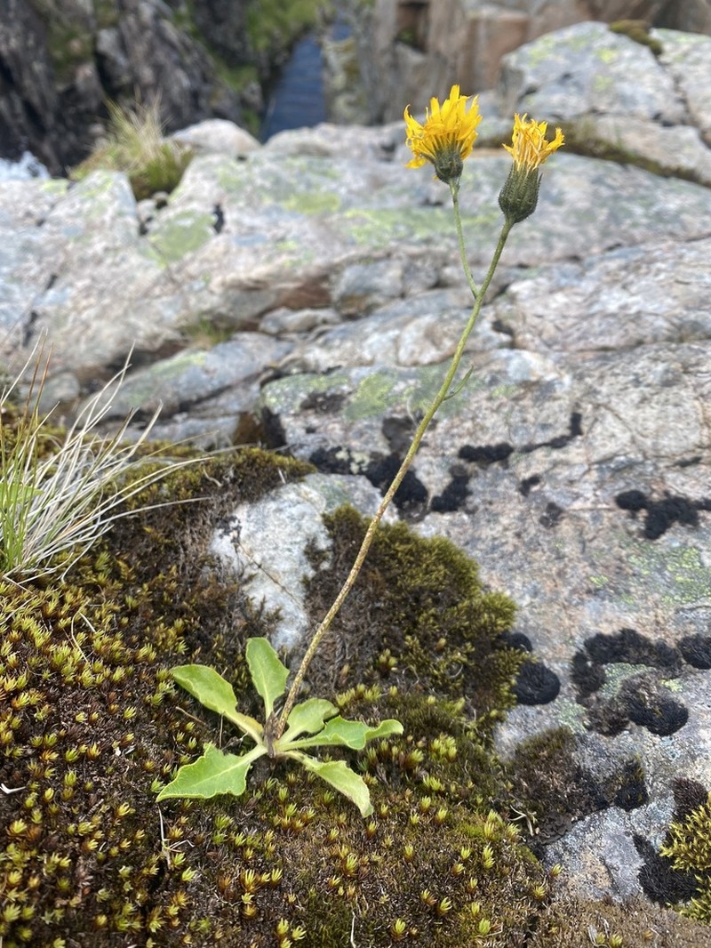 Hieracium ochthophilum photo 2