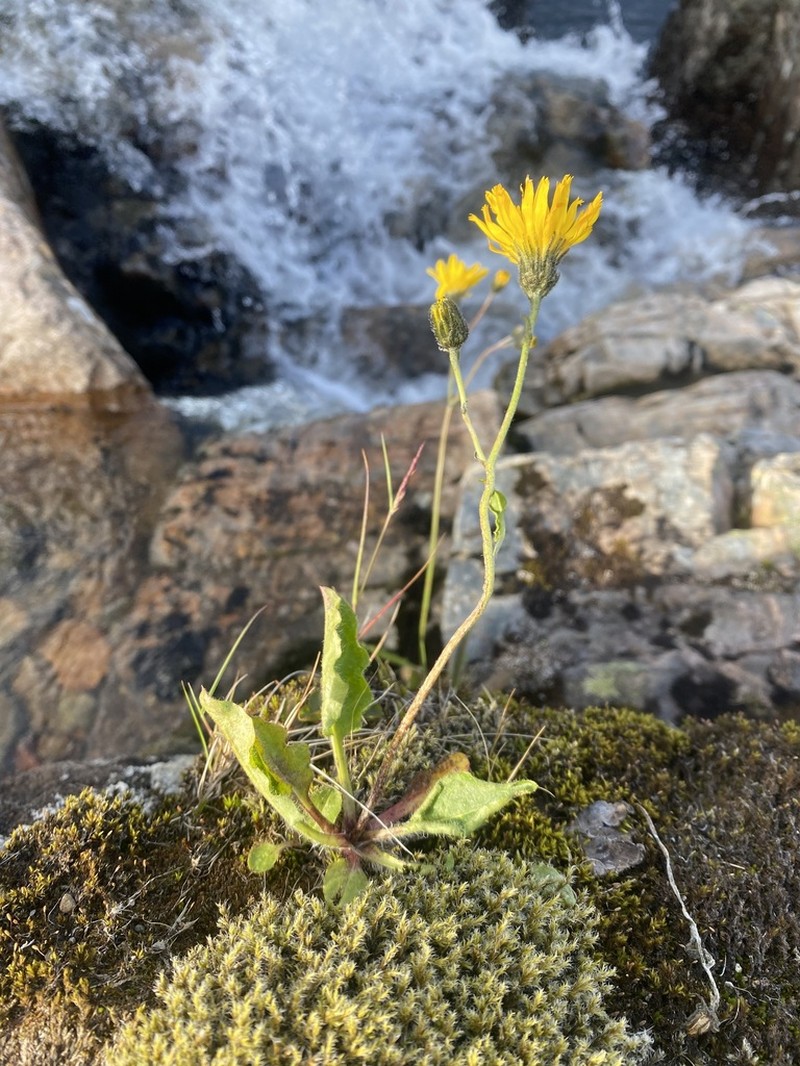 Hieracium ochthophilum photo 3