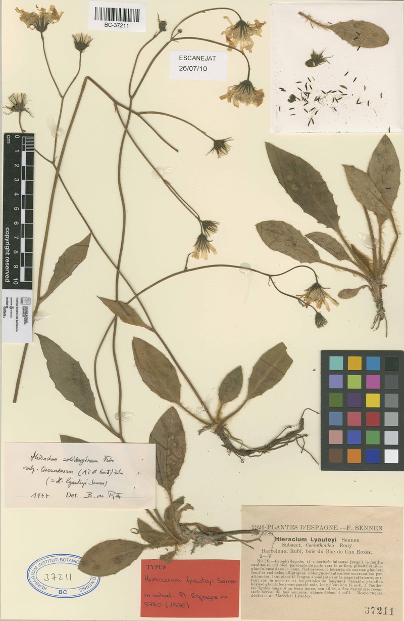 Hieracium olivaceum