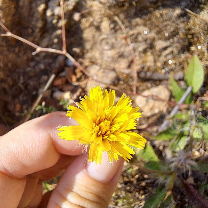 Hieracium olympicum