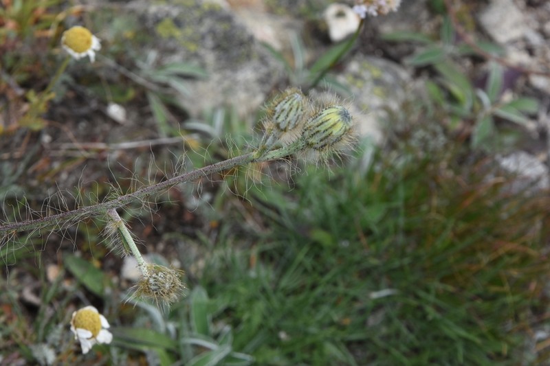 Hieracium olympicum photo 2