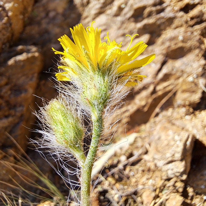 Hieracium olympicum photo 4