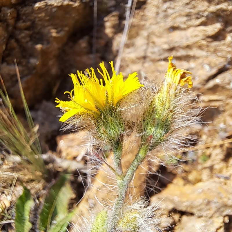 Hieracium olympicum photo 5