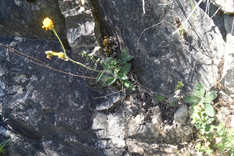 Hieracium onosmoides