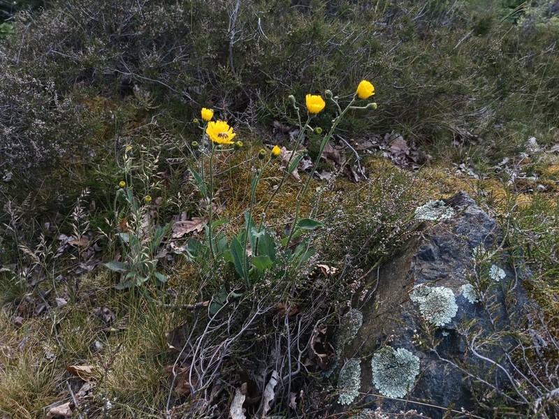 Hieracium onosmoides photo 2