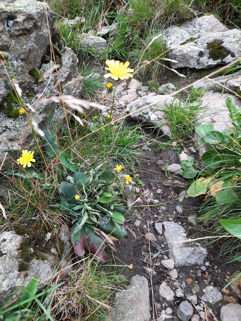 Hieracium onosmoides photo 3
