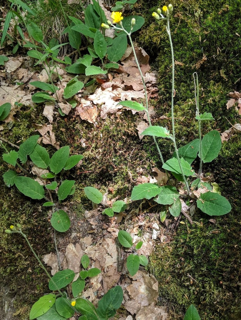 Hieracium onosmoides photo 4
