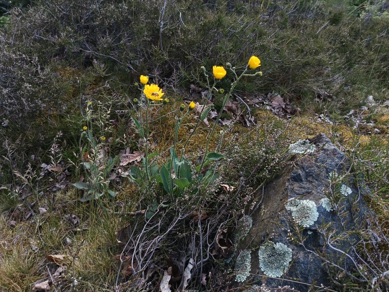Hieracium onosmoides photo 5
