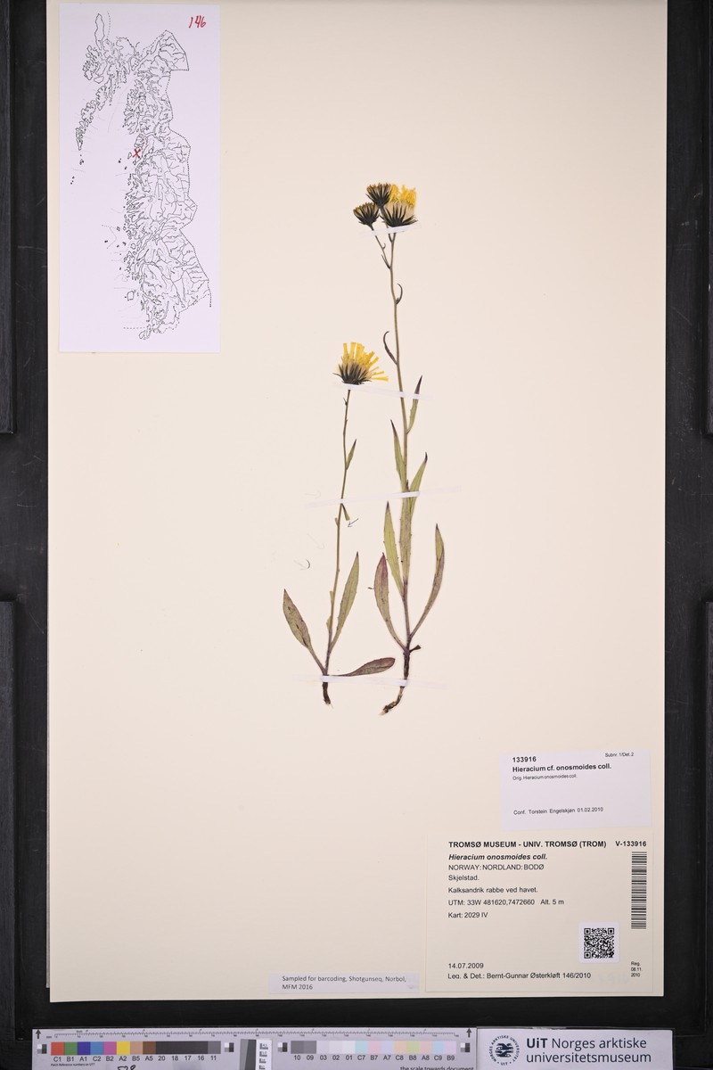 Hieracium onosmoides photo 6