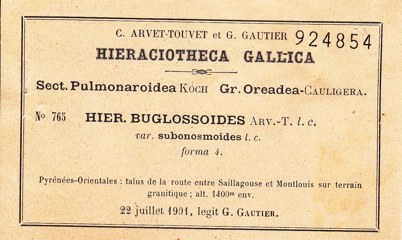 Hieracium onosmoides subsp. buglossoides