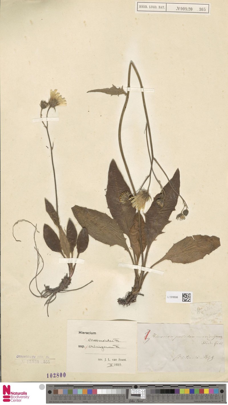 Hieracium onosmoides subsp. crinigerum