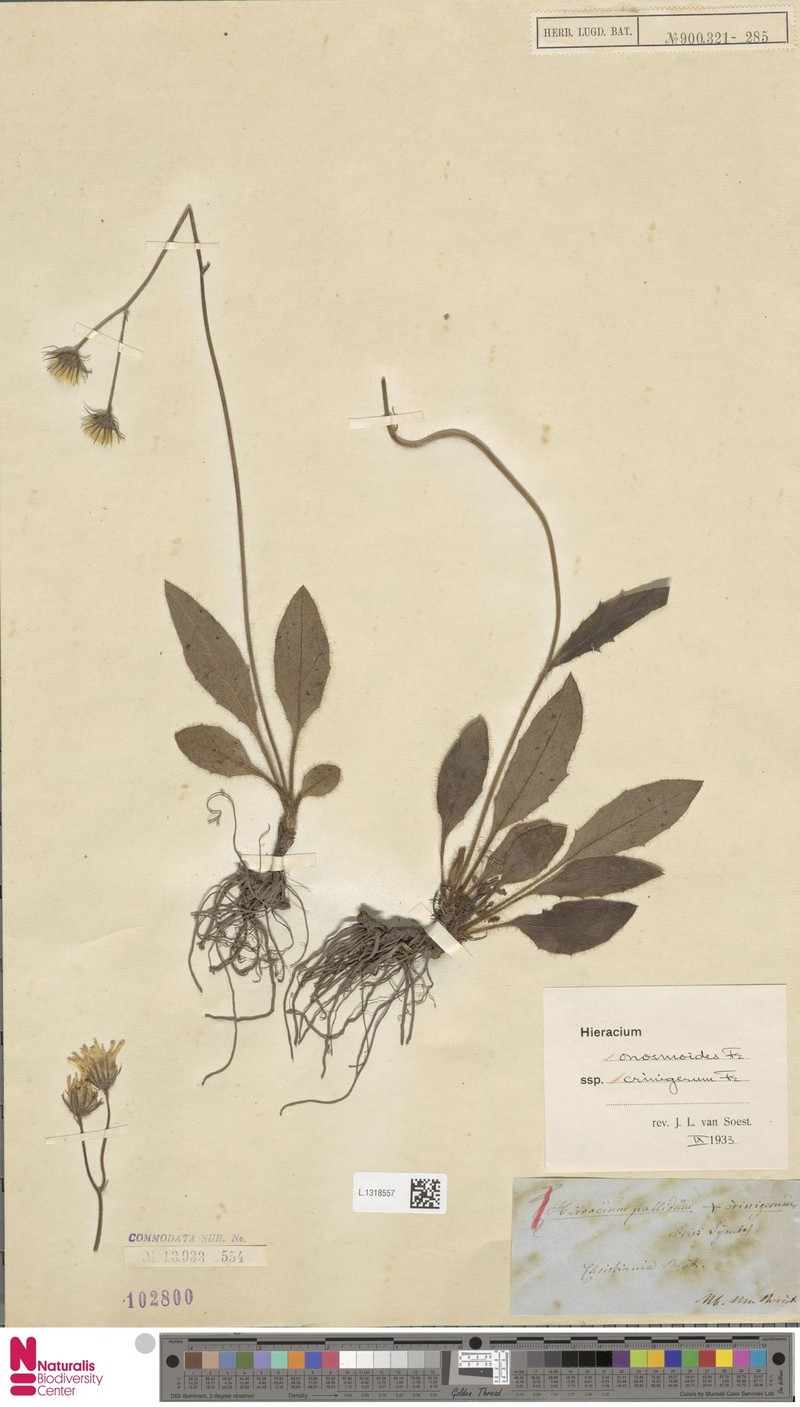 Hieracium onosmoides subsp. crinigerum photo 2