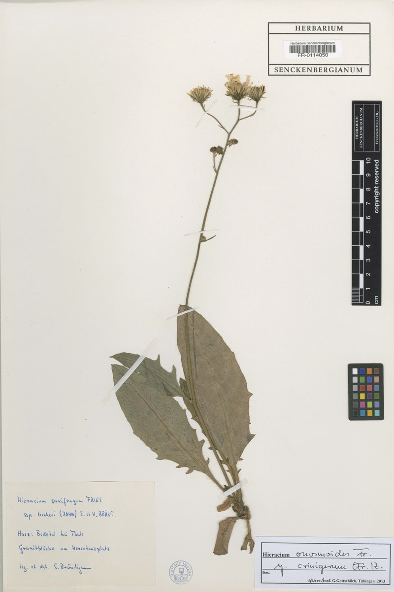 Hieracium onosmoides subsp. crinigerum photo 3