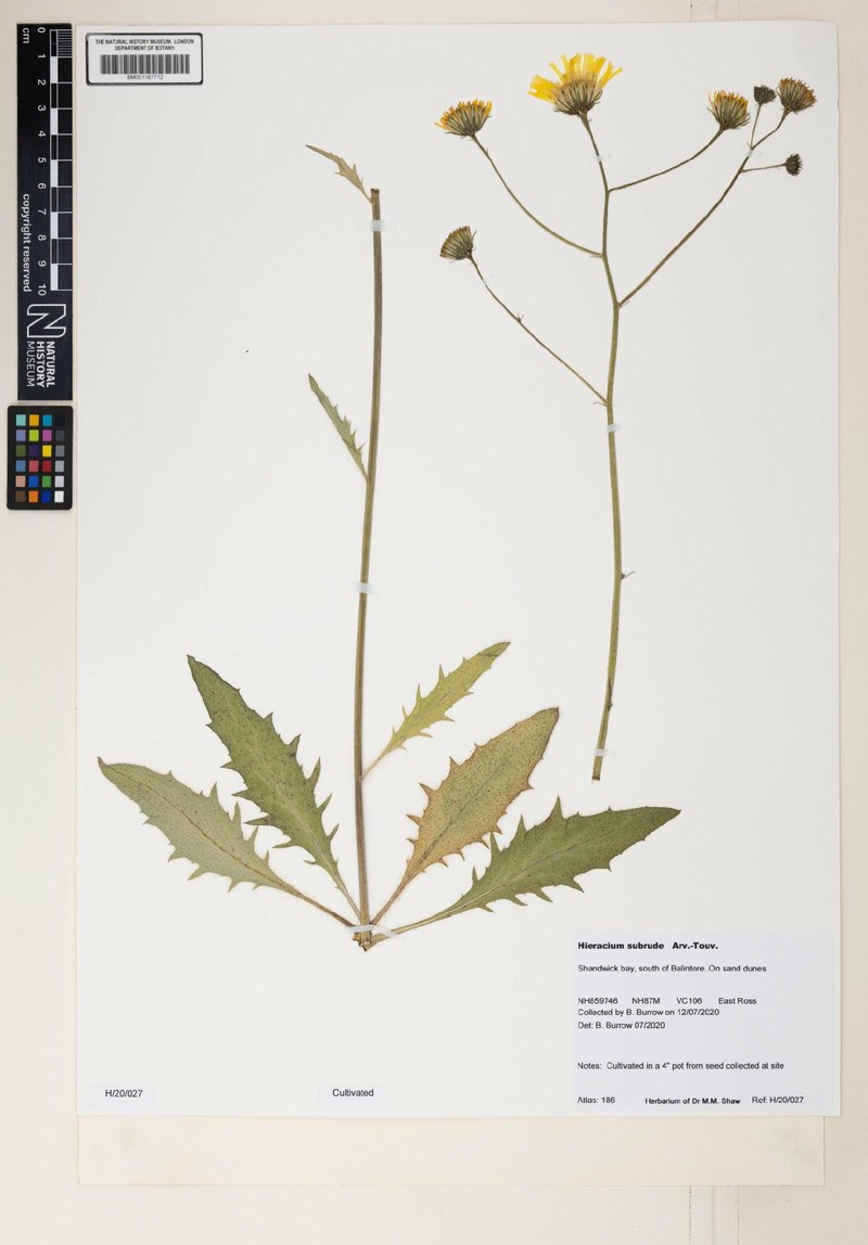 Hieracium onosmoides subsp. subrude