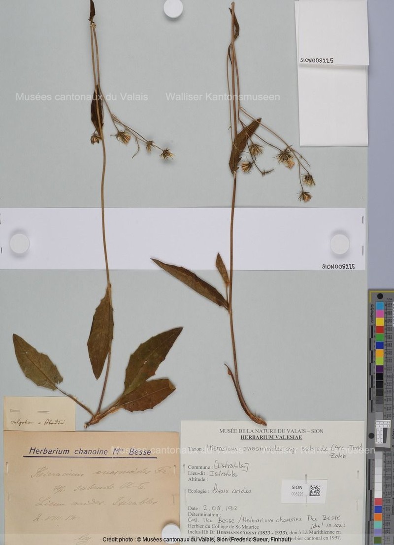 Hieracium onosmoides subsp. subrude photo 2