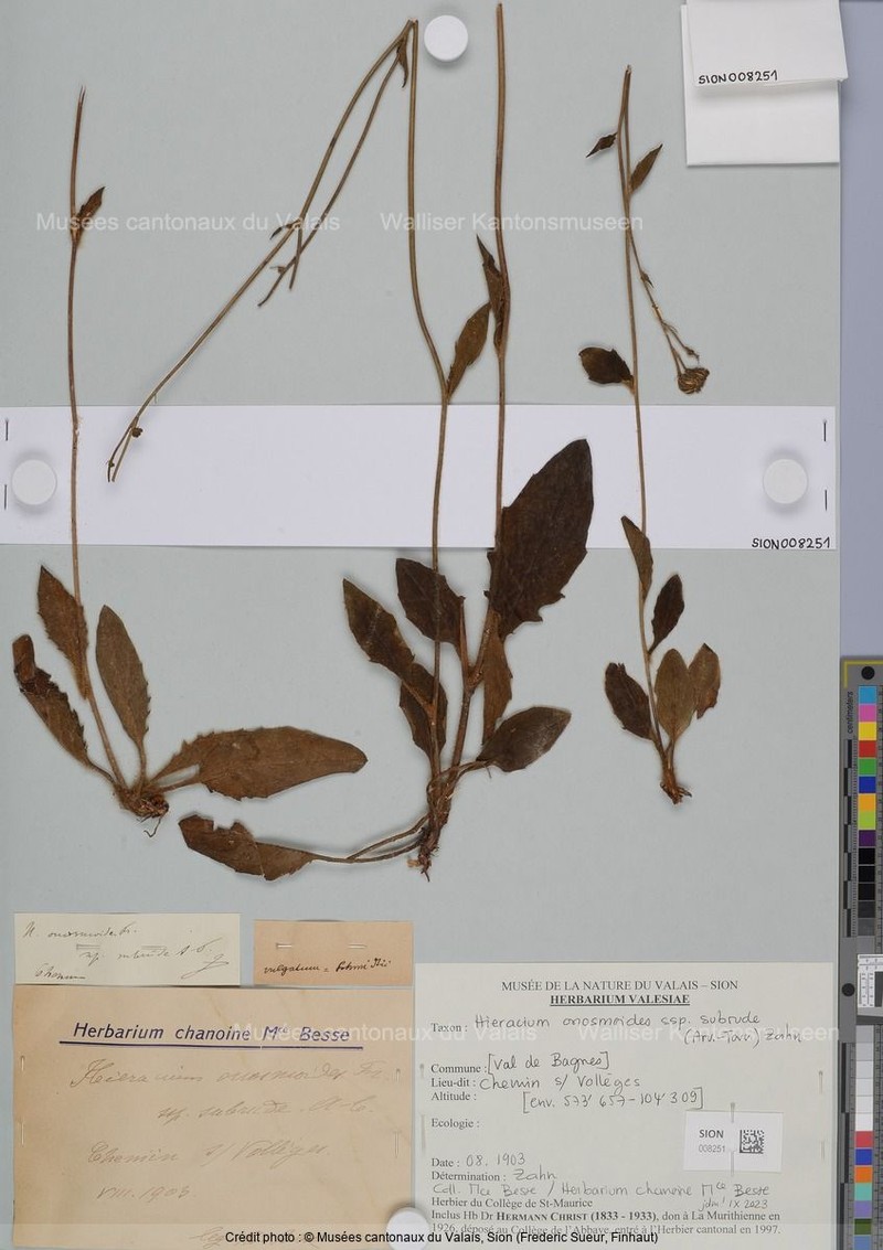 Hieracium onosmoides subsp. subrude photo 3