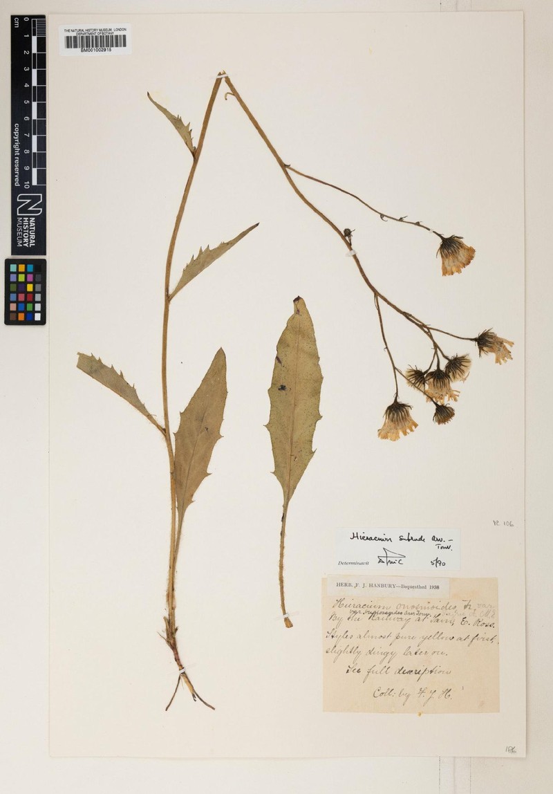 Hieracium onosmoides subsp. subrude photo 4
