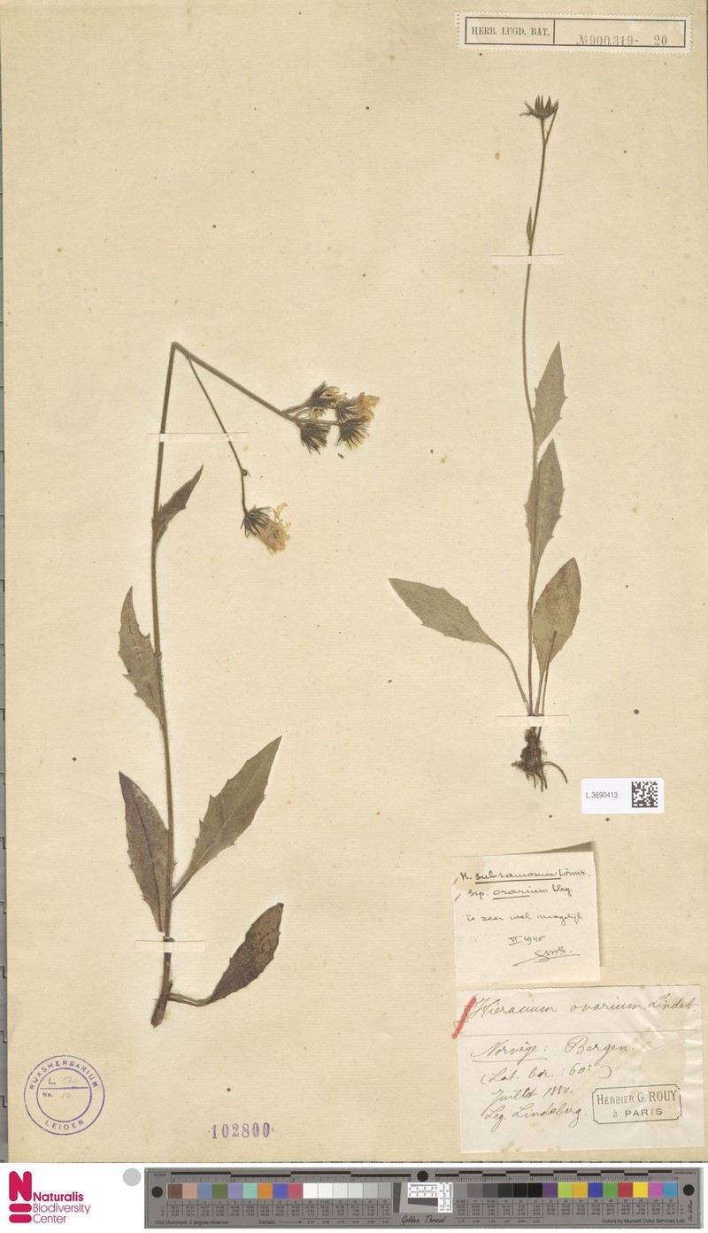Hieracium orarium