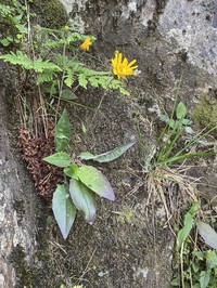 Hieracium orcadense