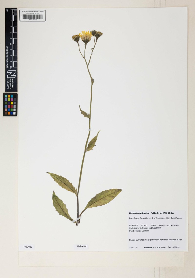 Hieracium orimeles