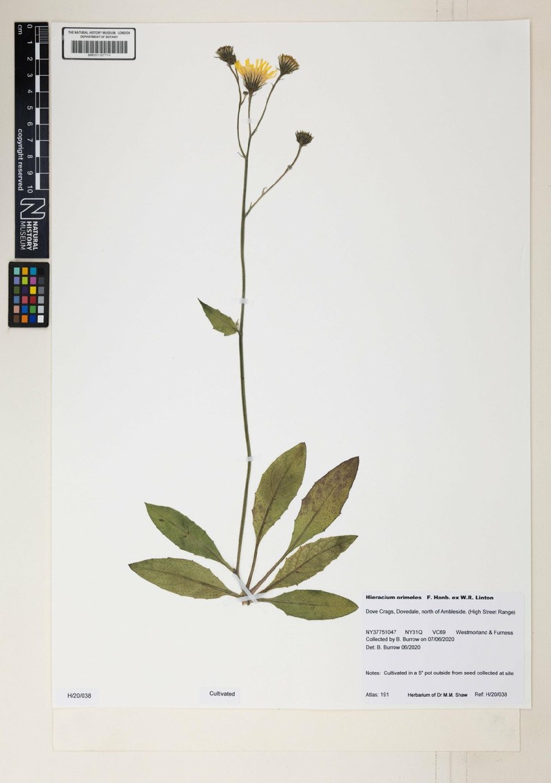 Hieracium orimeles photo 2