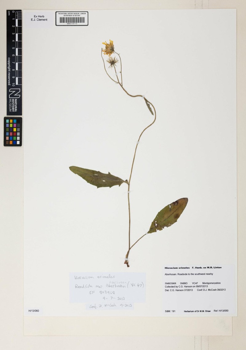 Hieracium orimeles photo 3