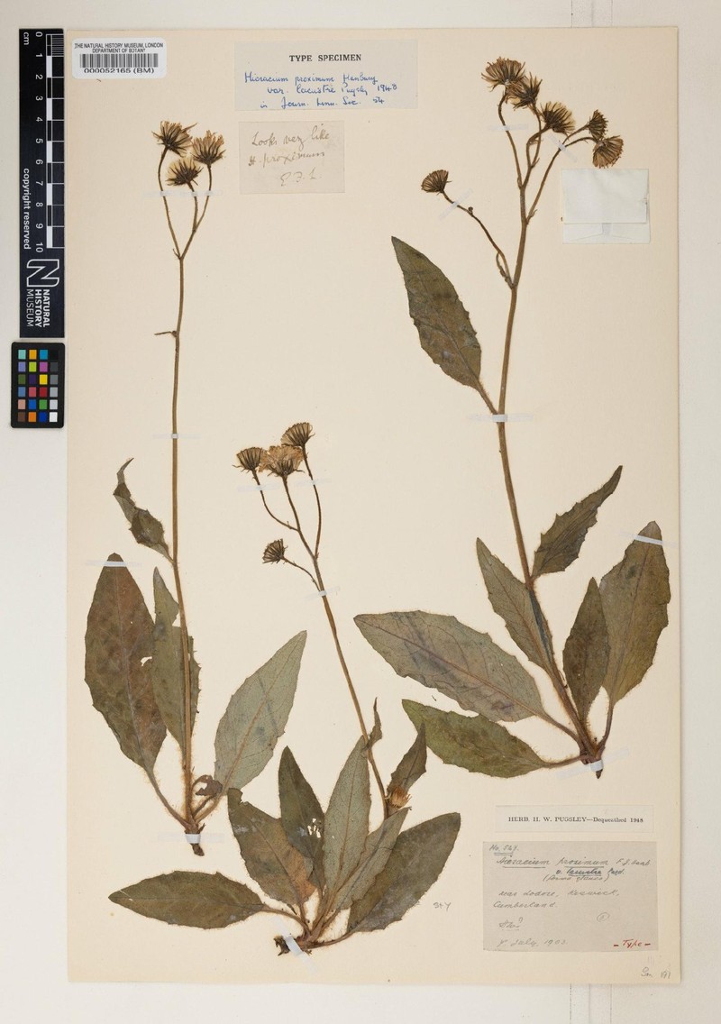 Hieracium orimeles photo 4