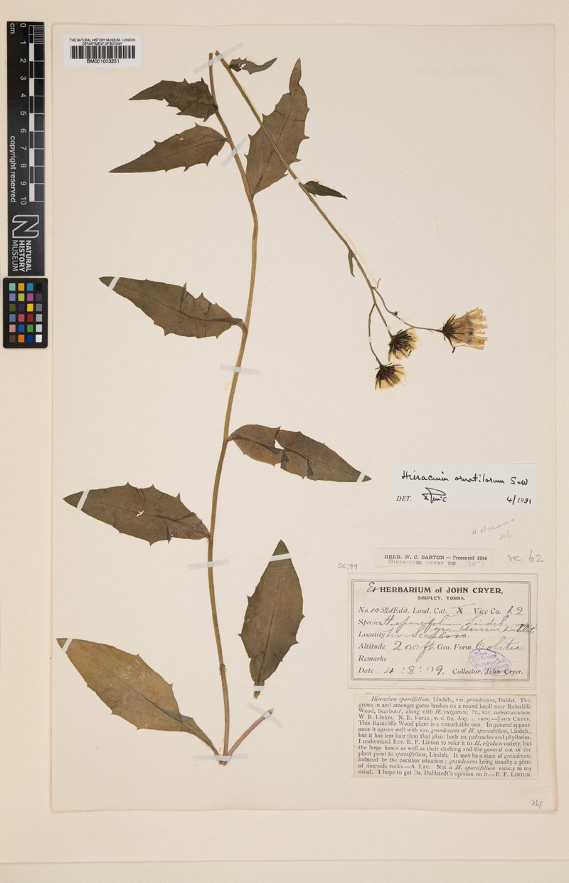 Hieracium ornatilorum